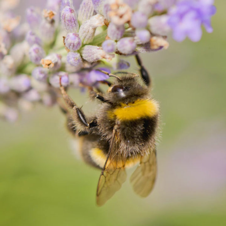 Climate change has emerged as the biggest threat to UK bumblebees. Image: Benjamin Watson, Creative Commons licence