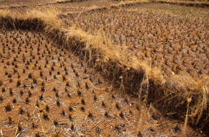 Drought in Indian rice field