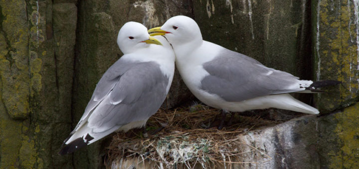 Kittiwakes are among the seabirds affected by a changing climate and hence food supplies. Image: Martha de Jong Lantink, Creative Commons licence