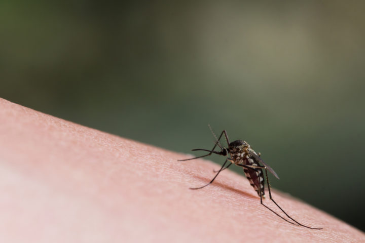 Mosquito on human skin | nhfrankviryapan | Depositphotos