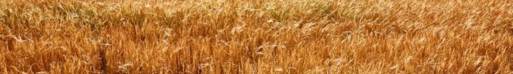 Wheat - depositphotos