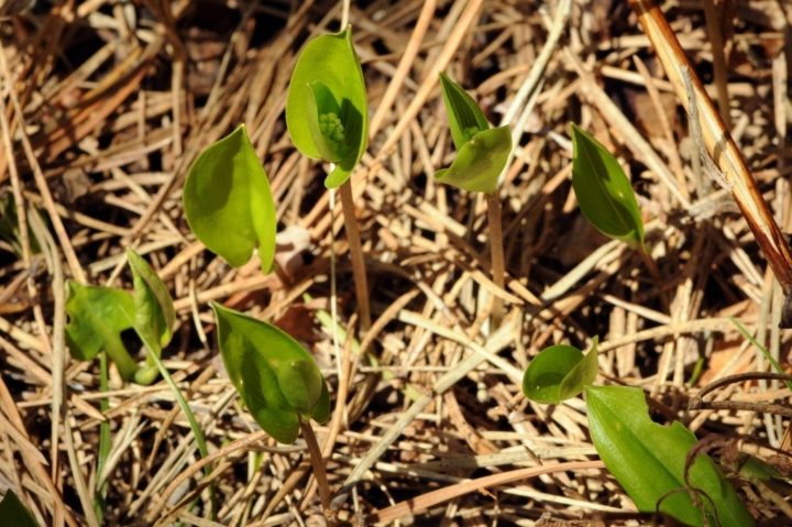 Green shoots by Matthew Fells