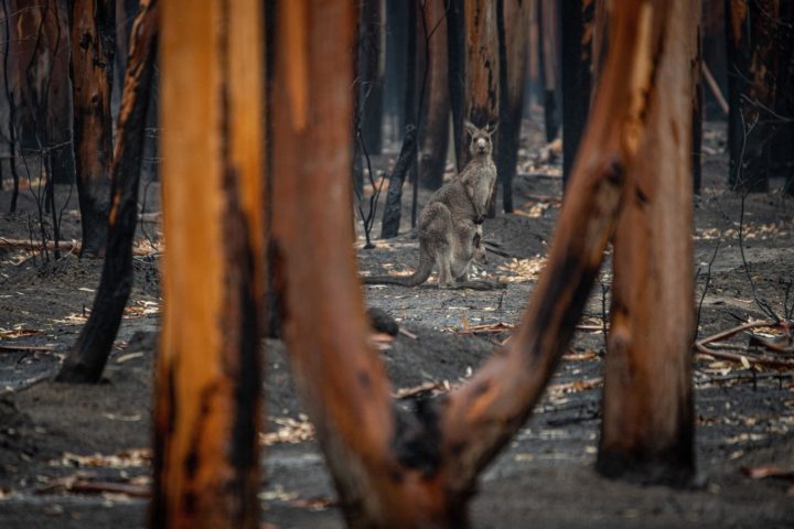 Aftermath of forest fire in Mallacoota, Australia | Jo-Anne McArthur | Unsplash