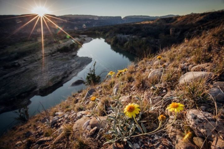 Wildflowers on the slopes above the Rio Grande, Texas