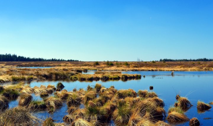 peat bog in the UK