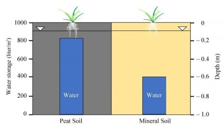Water storage function of mineral and peat soils. The water storage capacity of peat soils (left) is two times higher than that of mineral soils (right) explaining why peatlands are important drinking water sources.