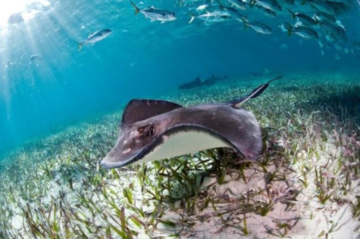 Sting ray in Hol Chan Marine Reserve, Belize