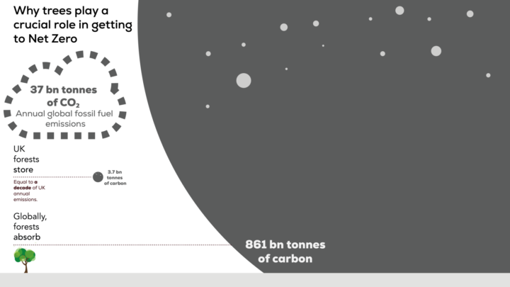 Visual representation of how much carbon forests store int he UK and globally.