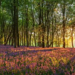 Comment on CCC land use and biomass reports