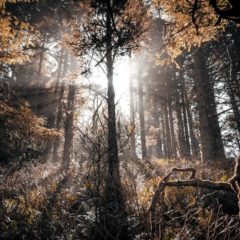 Building momentum for climate action at the end of 2020
