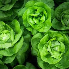 COP26: It's time to Rethink Food