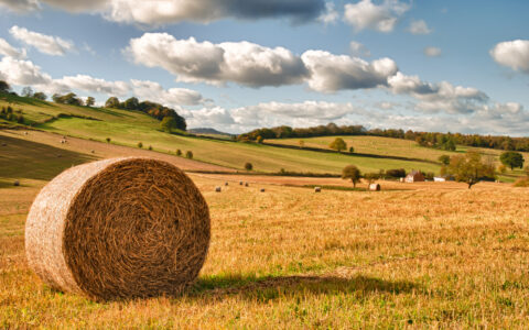 How does UK Food Strategy boost food security?