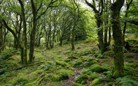Rooting for climate success: the crucial role of trees in net zero