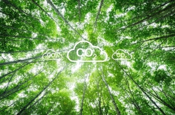 Key term: Afforestation