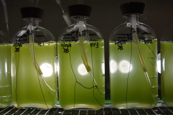 Technologies such as algal biofuels are not currently being produced at scale. Image: AgriLife Today, creative commons licence