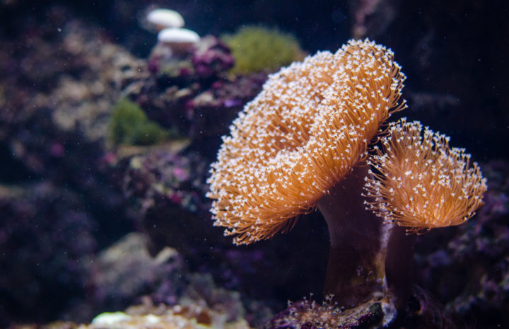 The IPCC showed keeping global warming below 1.5ºC is crucial for the natural world. Image: Mathias Appel