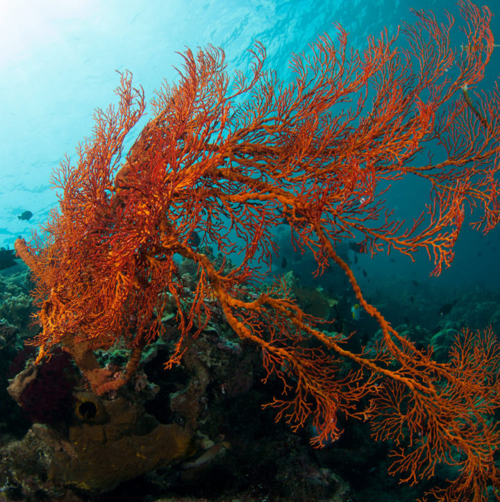 The Placencia Forum also heard calls for islands' natural resources to be safeguarded. Image: Q Phia, CCL