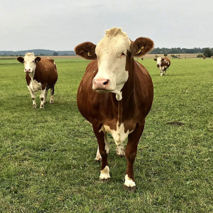 Meat: Still on the IPCC's menu. Image: mobilix