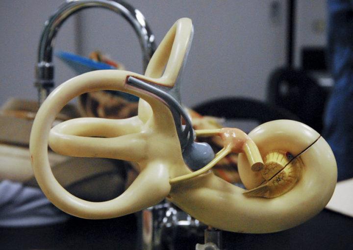 Ear damage - but not, here, from wind turbines. Image: djneight, Creative Commons licence