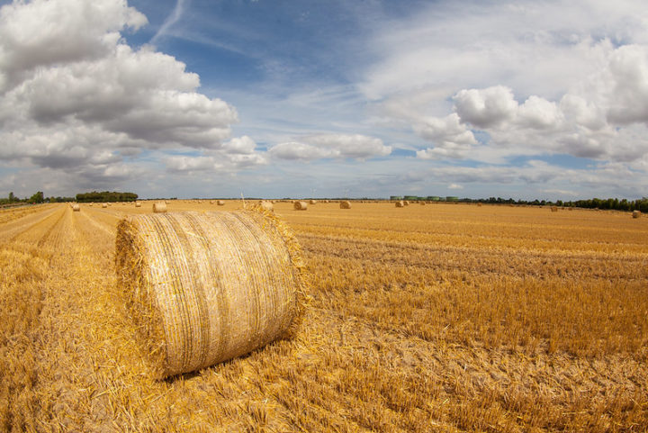 Emissions in agriculture and land use sectors are refusing to fall. Image: Geraint Rowland