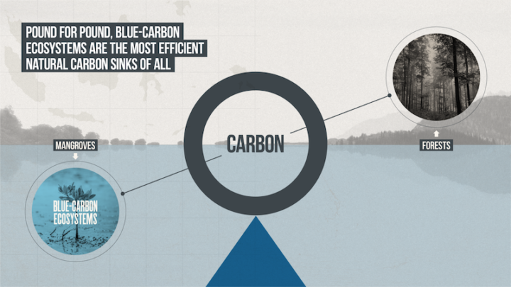 Mangroves and blue-carbon ecosystems are the most efficient natural carbon sinks of all