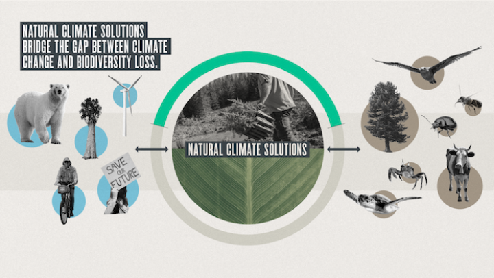 Natural climate solutions bridge the gap between climate change and biodiversity loss