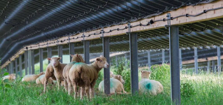 Renewables policy under the Coalition was often accused of lacking clarity and rigour. Image: Belectric UK, Creative Commons licence