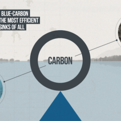 Growing Up: The story of natural climate solutions