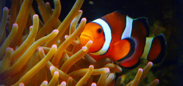 Clownfish in a reef