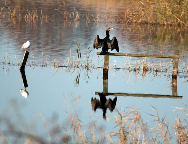 Flooded land affecting wildlife