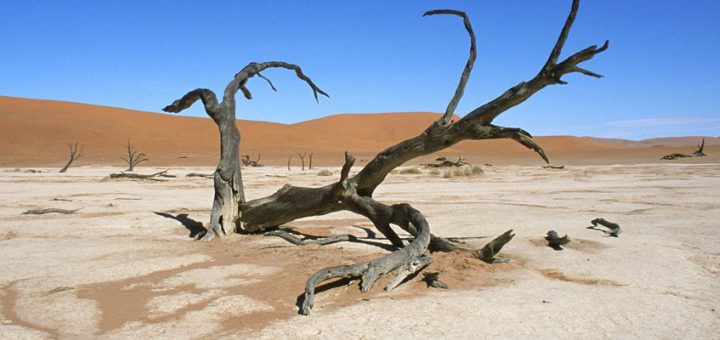 Dead tree in a desert