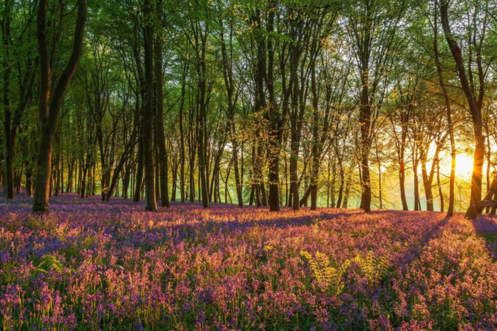 Planting trees and restoring forests is a source of natural negative emissions. Image: Andrew Foster, creative commons licence