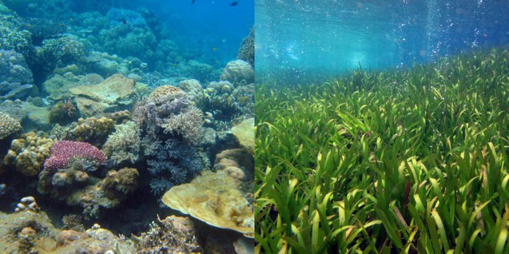 Papua New Guinea coral ecosystem
