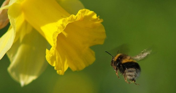 Bee pollinating flower